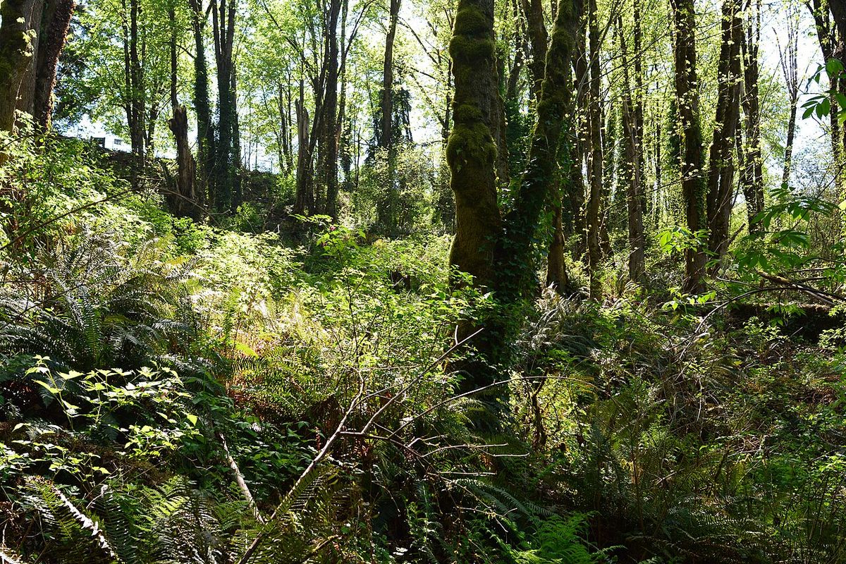 Coal Creek Trail